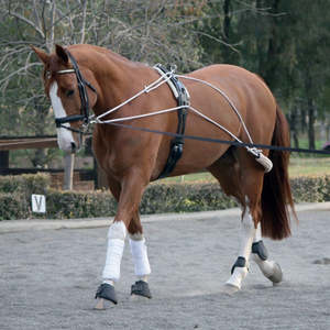 Zilco Lunge Training System