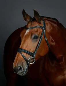 Horsewear Rugs Tack: Comfitec Opulux Plain Padded Hano Bridle