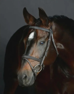 Collegiate Opulux Fancy Stitch Hanoverian Bridle