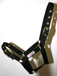 Foaling Season: Chevalier Nylon Young Horse Halter