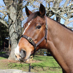 Foaling Season: Chevalier Padded Nylon Halter