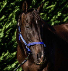 Halters: Flair Breakaway Halter