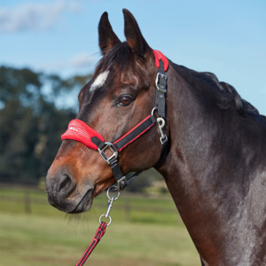Weatherbeeta Prime Plus Headcollar and Lead Set