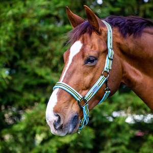 Halters: Weatherbeeta Coordinate Halter - 2023