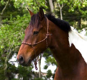 Chevalier Soft Nose Rope Halter