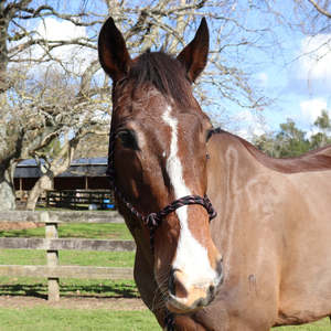 Chevalier Soft Rope Halter