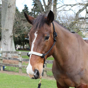 Chevalier Rope Halter with Lead