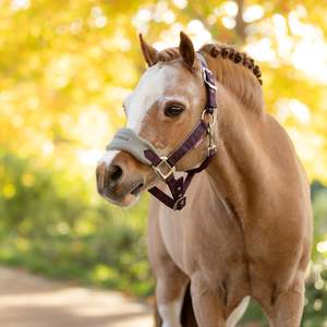 Lemieux: LeMieux Mini Vogue Headcollar & Leadrope - AW25