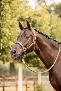 Horze: Horze Victoria Halter