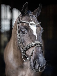 Bridles: LeMieux Arika Dressage Bridle