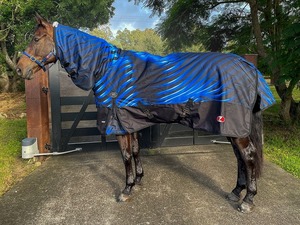 Zilco: Zilco Crusader 200 Combo Rug - Royal Blue/Black