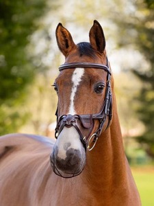 LeMieux Comfort Shield Grackle Nose Filter - 2pk