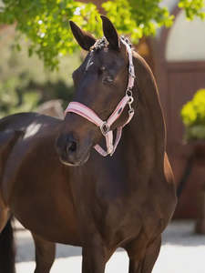 Halters Lead Ropes: LeMieux Versailles Headcollar - Spring 25