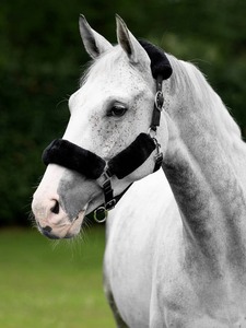 Halters Lead Ropes: LeMieux Comfort Headcollar