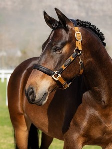 Halters Lead Ropes: LeMieux Capella Headcollar - AW24
