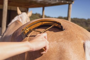 Shampoo: Hairy Pony Sweat Gold Scraper