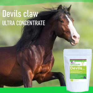 Joint Support Supplements For Horses: NPC Devils Claw Extract