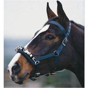 Lunging Gear: Kincade Co-Ord Lunge Cavesson