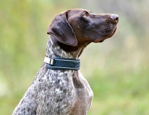 Dog Feed: Weatherbeeta Explorer Dog Collar