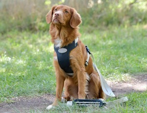 Dog Feed: Weatherbeeta Explorer Dog Harness