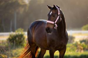 New Tack: LeMieux Essence Headcollar - SS26