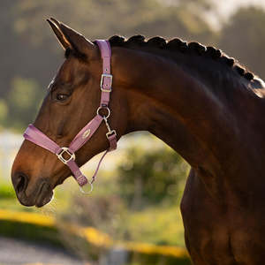 Lemieux: LeMieux Versailles Headcollar - SS26