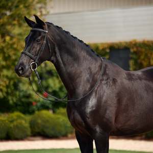 Dublin Padded Cavesson Bridle