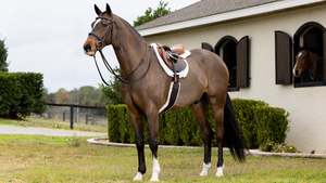 New Tack: LeMieux Merino + Hunter Saddle Pad