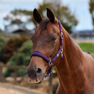 Dublin Neo Comfort Headcollar