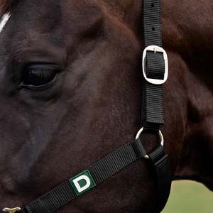 Dublin Everyday Headcollar