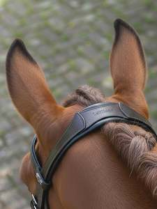 New Tack: LeMieux Arika Anatomic Dressage Bridle
