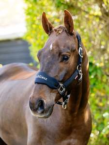 Lemieux: LeMieux Breakaway Vogue Headcollar