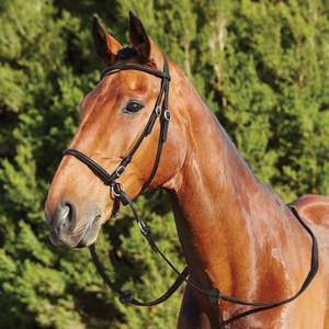 Dublin: Dublin Bitless Bridle