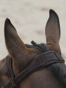 LeMieux Arika Anatomic Flash Bridle