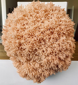 Pekepeke-kiore Grow Kit