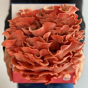 Pink Oyster Mushroom Grow Kit