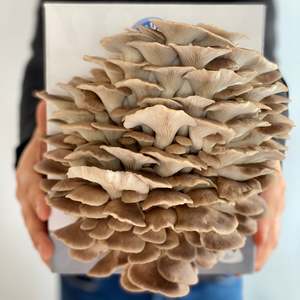 Mushroom Grow Kits: Phoenix Oyster Mushroom Grow Kit
