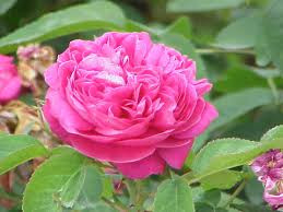 Products: Rose (cosmetic grade) - 10ml House Of Oils