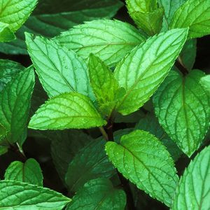 Peppermint - 10ml House Of Oils
