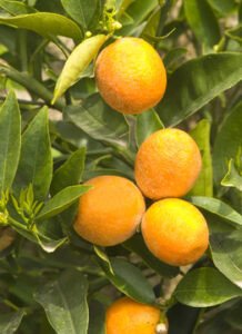 Products: Bergamot - 10ml House Of Oils