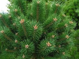 Pine - 10ml House Of Oils