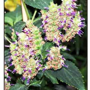 Patchouli - 10ml House Of Oils