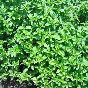 Products: Marjoram - 10ml House Of Oils