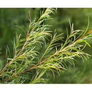Products: Tea Tree - 10ml House Of Oils