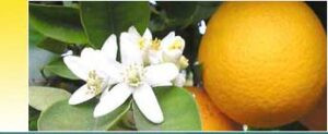 Products: Neroli Petals - 10ml House Of Oils