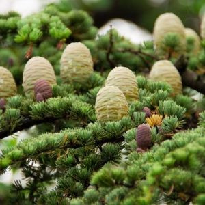 Products: Cedarwood - 10ml House Of Oils