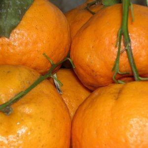 Products: Tangerine - 10ml House Of Oils