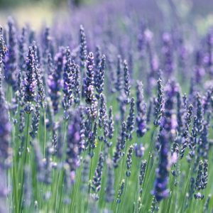 Products: Lavender - 10ml House Of Oils