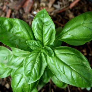 Products: Basil - 10ml House Of Oils