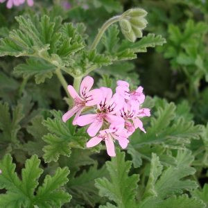 Products: Geranium - 10ml House Of Oils